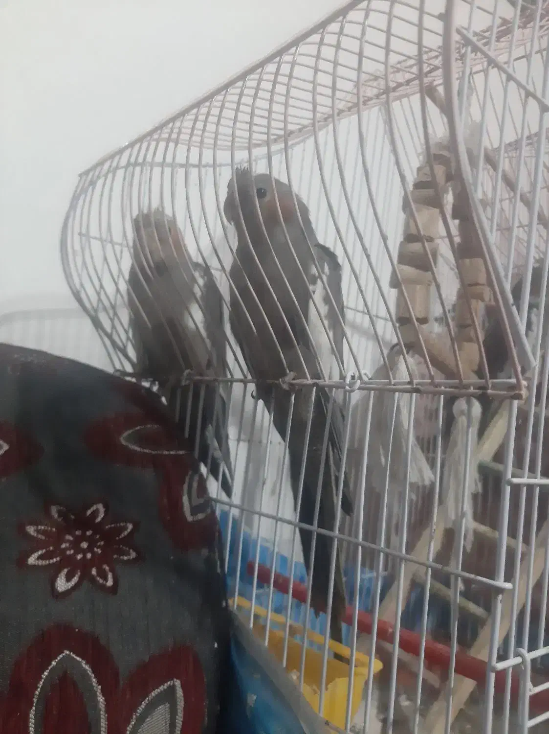 طوطی|پرنده|چالوس, |دیوار