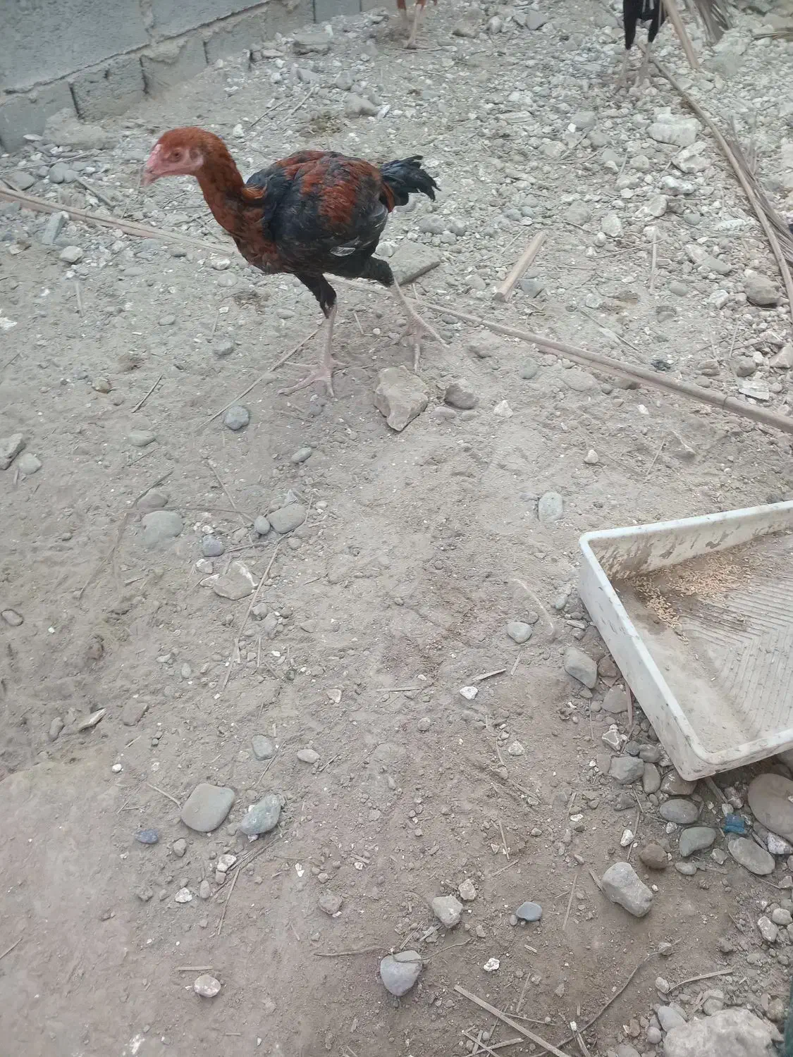 چندتا جوجه خروس دونه یک ملیون|حیوانات مزرعه|میناب, |دیوار