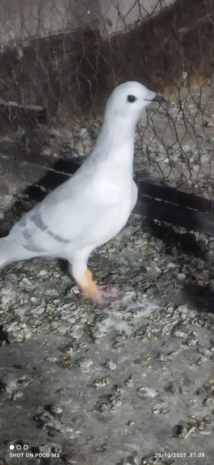 پاکستانی کرمونی|پرنده|تربت‌حیدریه, یحیی آباد|دیوار