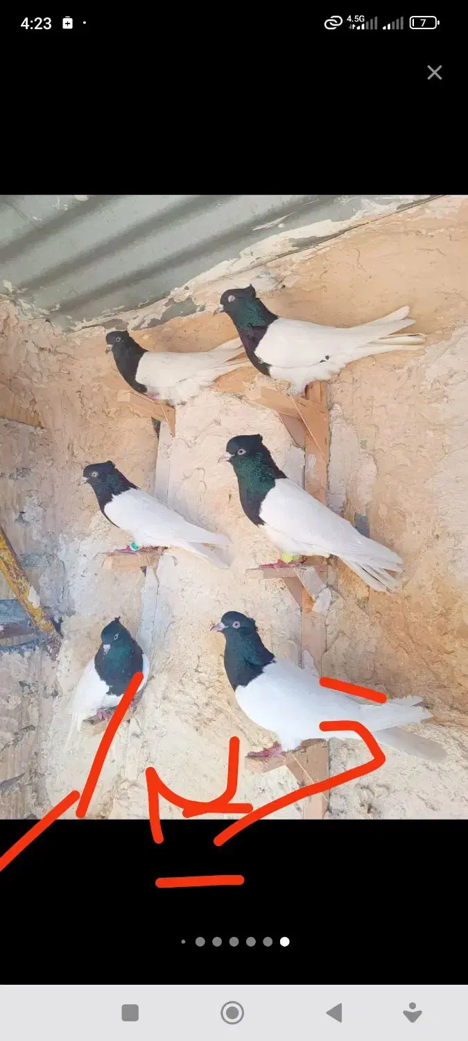 کبوتر|پرنده|بختگان, |دیوار