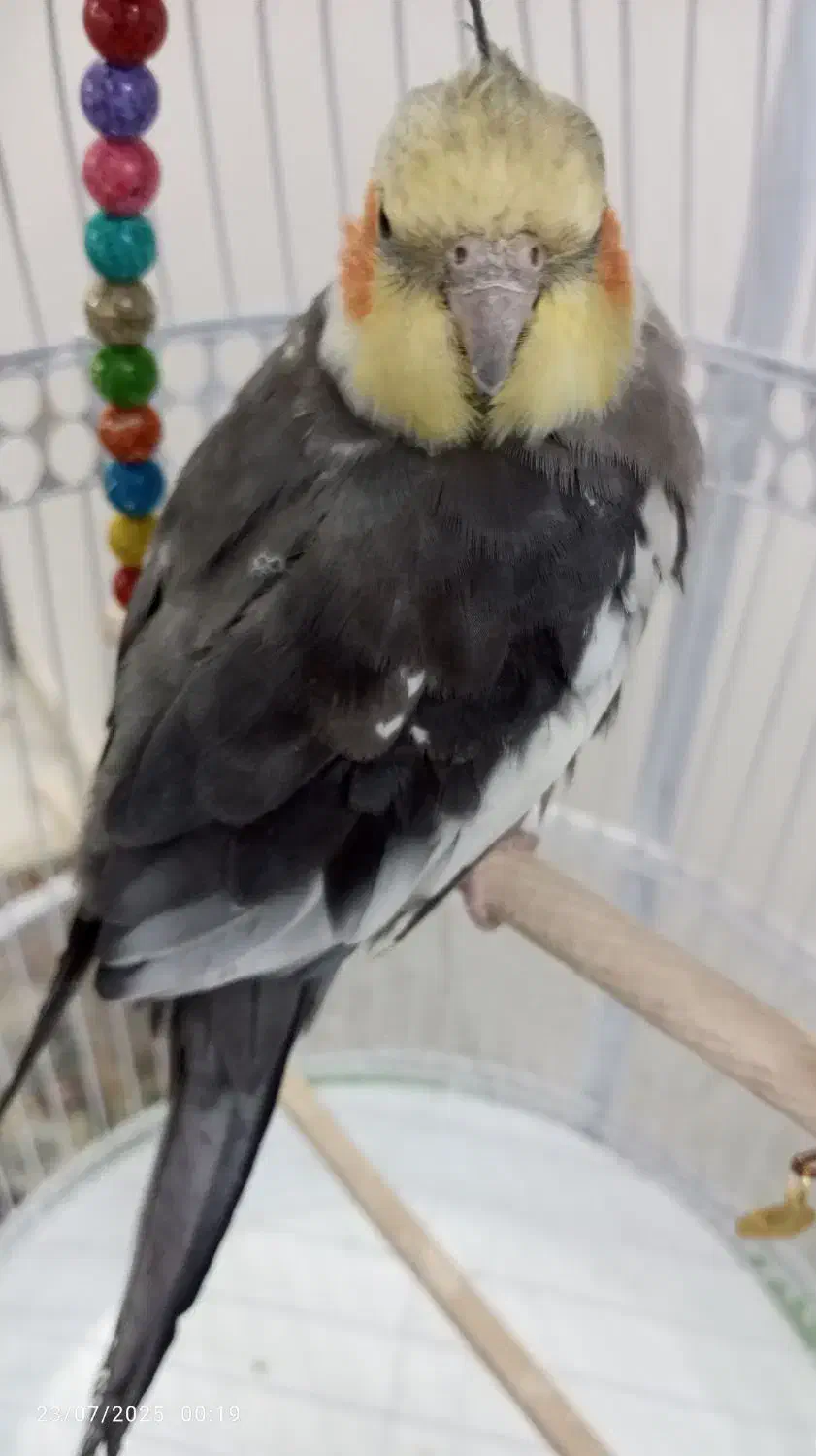 عروس هلندی|پرنده|تربت‌حیدریه, آغوی|دیوار