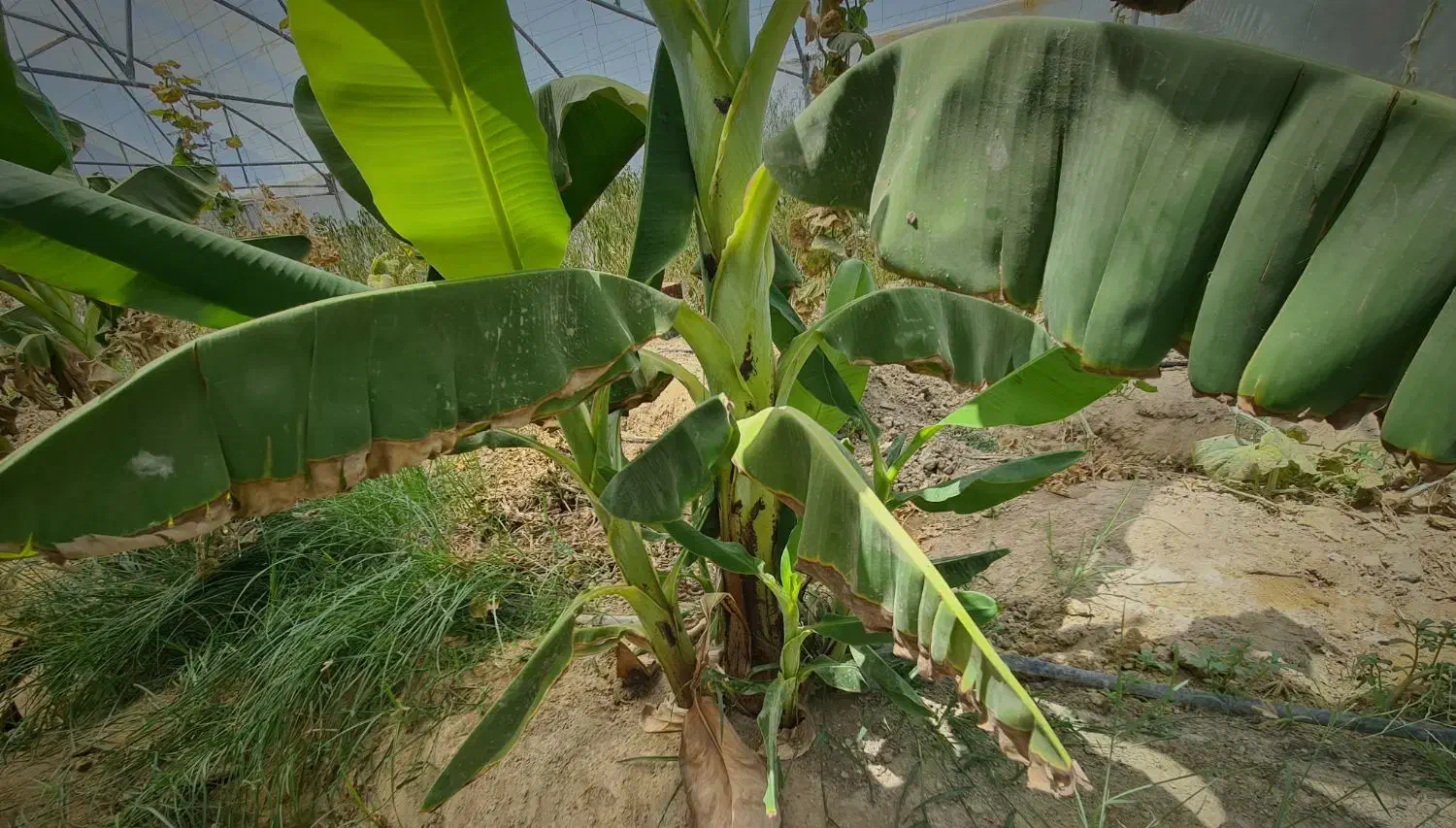 پاجوش موز|خدمات باغبانی و درختکاری|سراوان, |دیوار