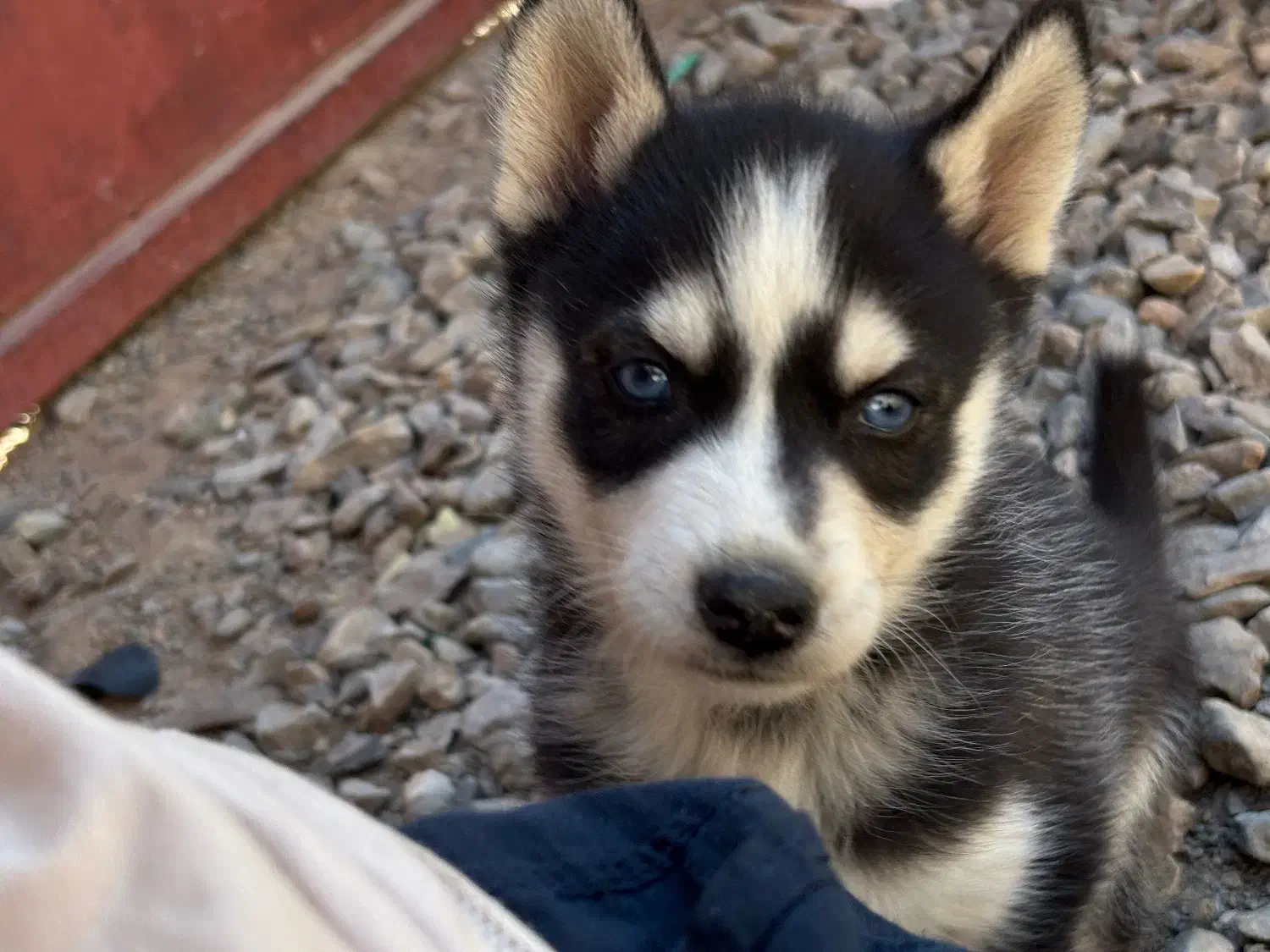 توله هاسکی سیبرین|سگ|یزد, |دیوار