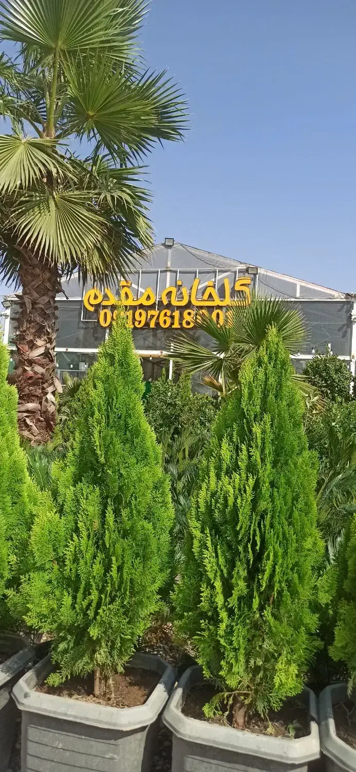 کاج کامیس خمره ای و نوکدار|گل و گیاه طبیعی|ورامین, ورامین|دیوار