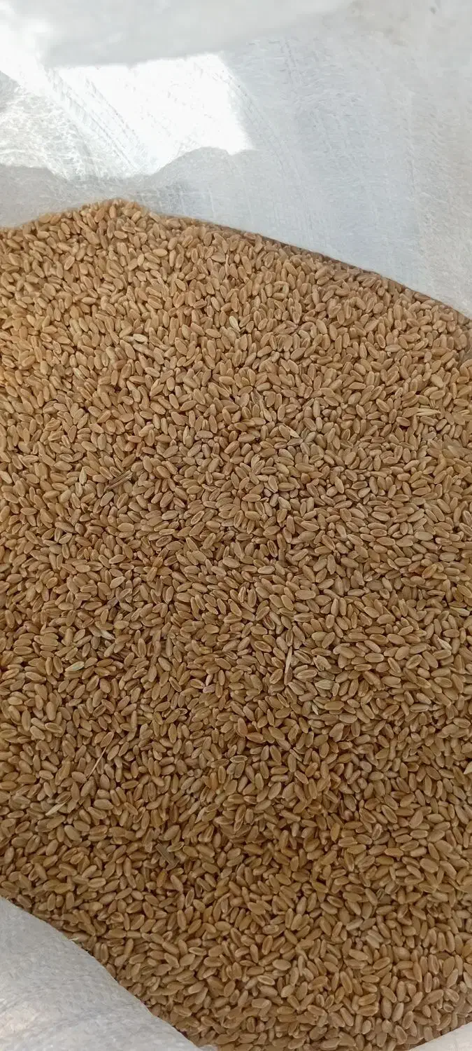 گندم بوجاری|عمده‌فروشی|چمران, |دیوار