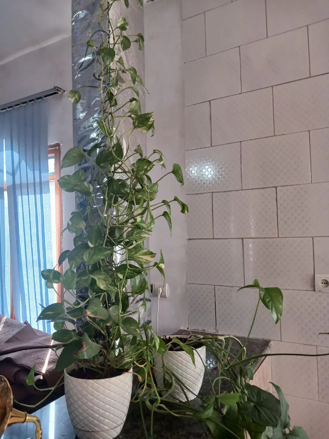 گل به علت اسباب  کشی|گل و گیاه طبیعی|جوانرود, |دیوار