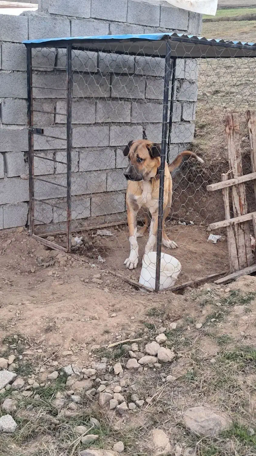 سگ عراقی|سگ|هوراند, |دیوار