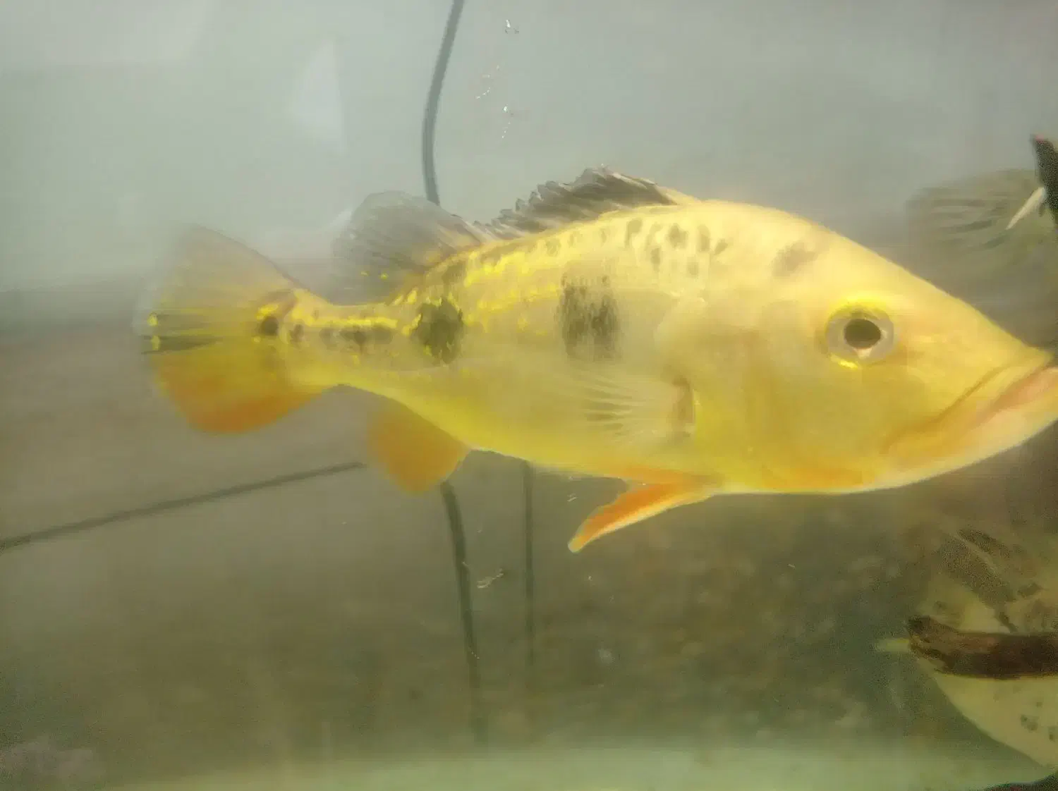 مانستر فیش|ماهی|کاشان, کارگر|دیوار