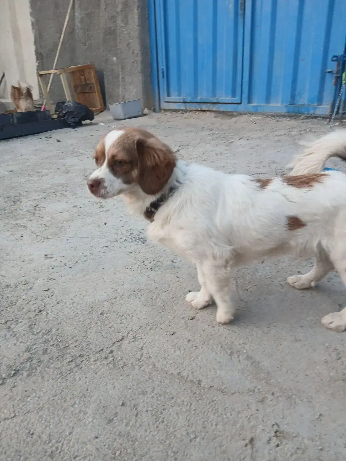 سگ نر پامر|سگ|قم, قلعه صدری|دیوار