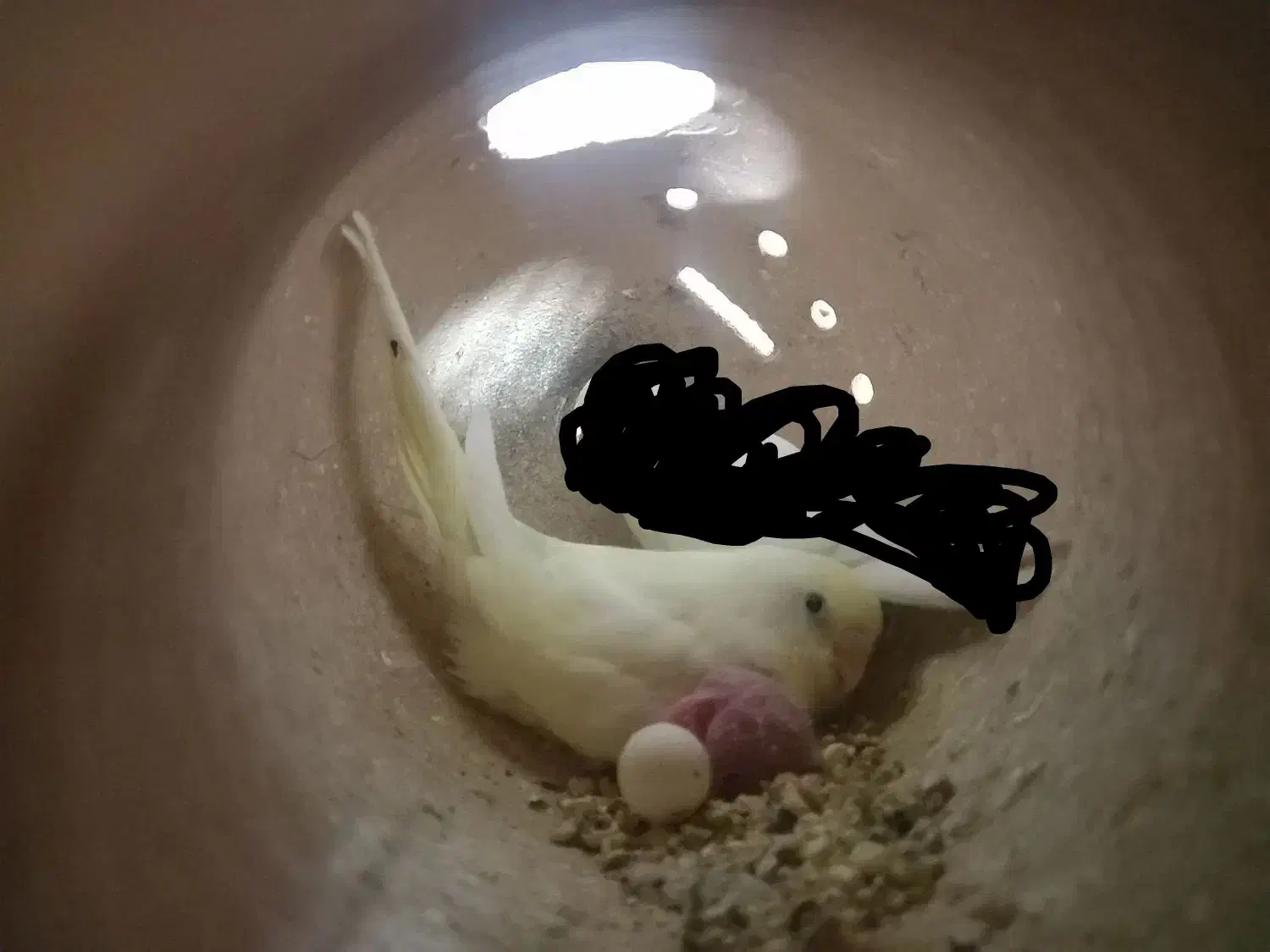 جفت مرغ عشق با جوجه و عروس هلندی|پرنده|قائن, |دیوار