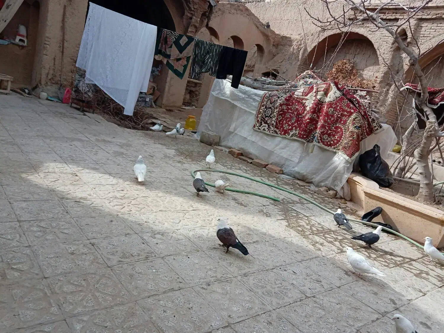 فروشتعدادیکبوترنروماده|پرنده|نجفآباد, ریاضی|دیوار