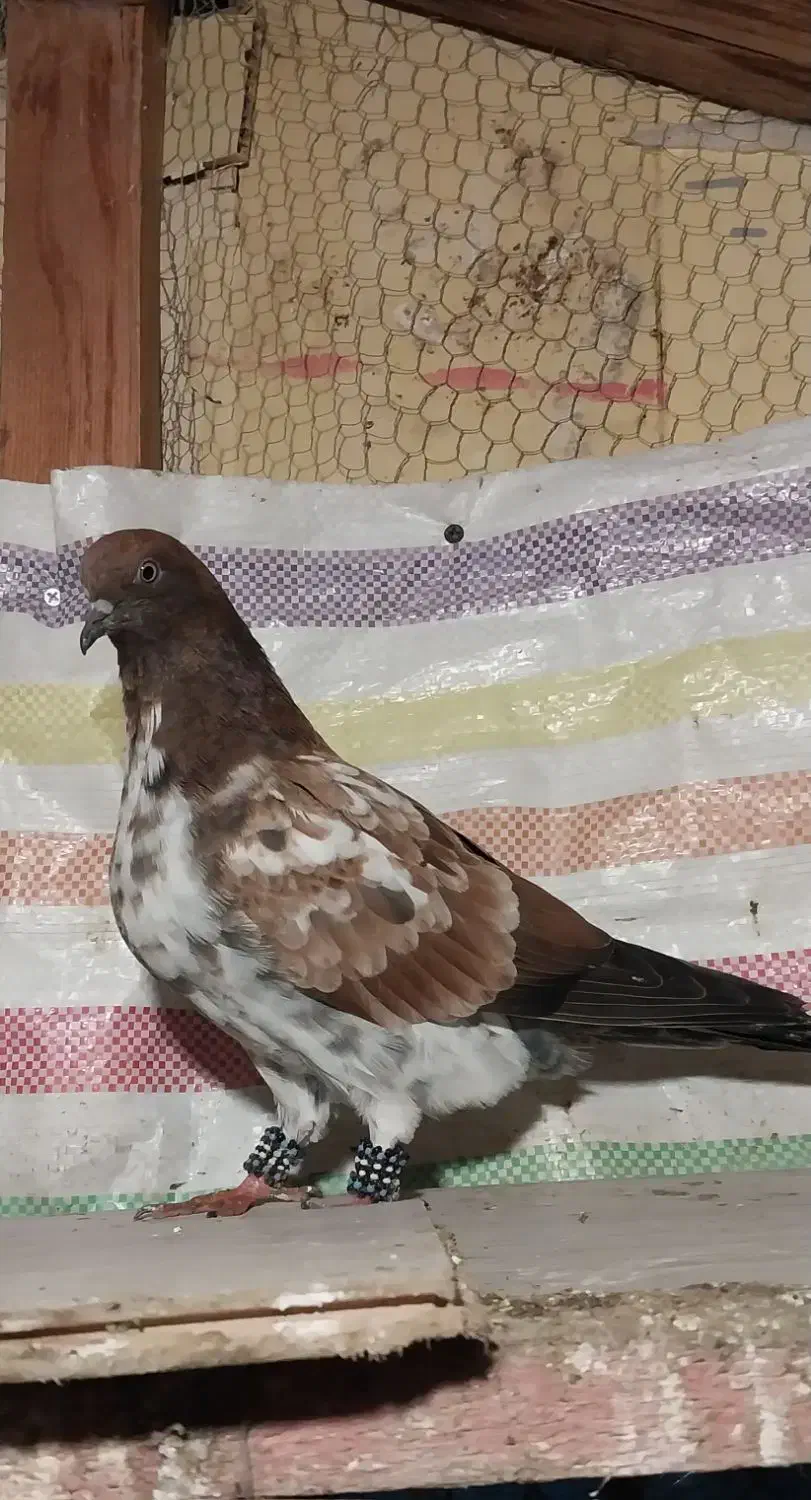 کبوتر پرشی  زیر ۱۰ ساعت|پرنده|رامسر, |دیوار