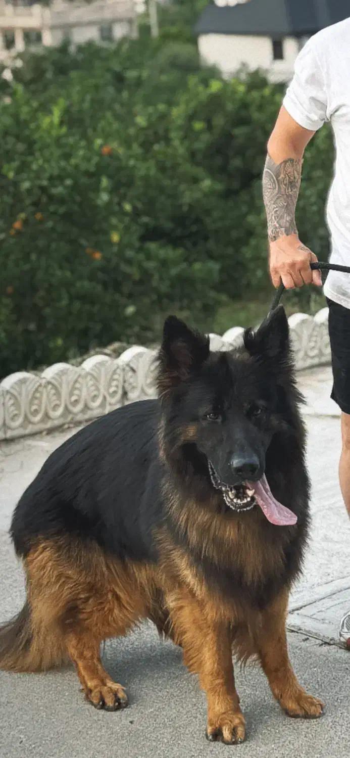 کشش با ماده بلک اصیل|سگ|تنکابن, |دیوار