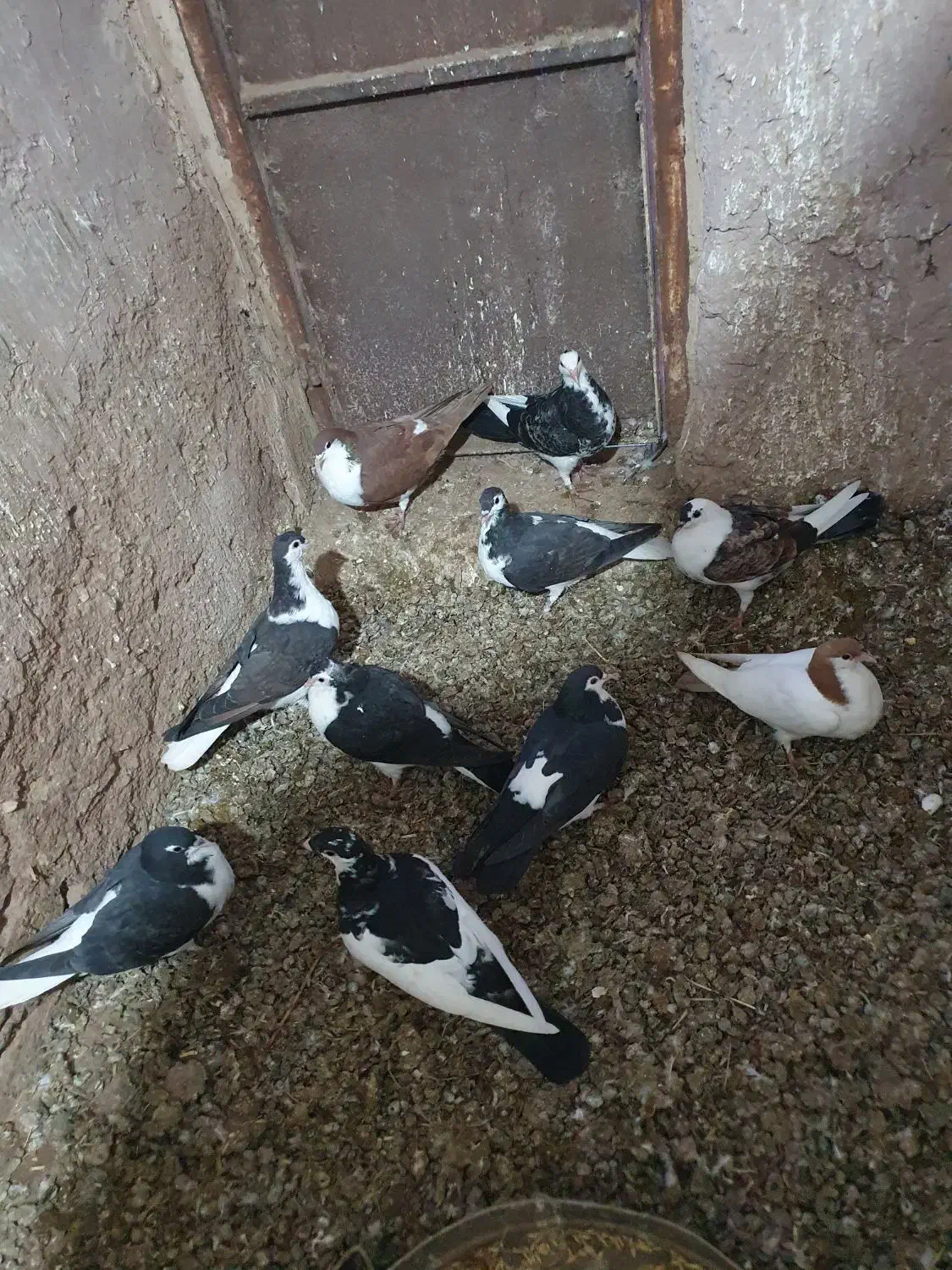 جوجه کفتر|پرنده|زبرخان, |دیوار