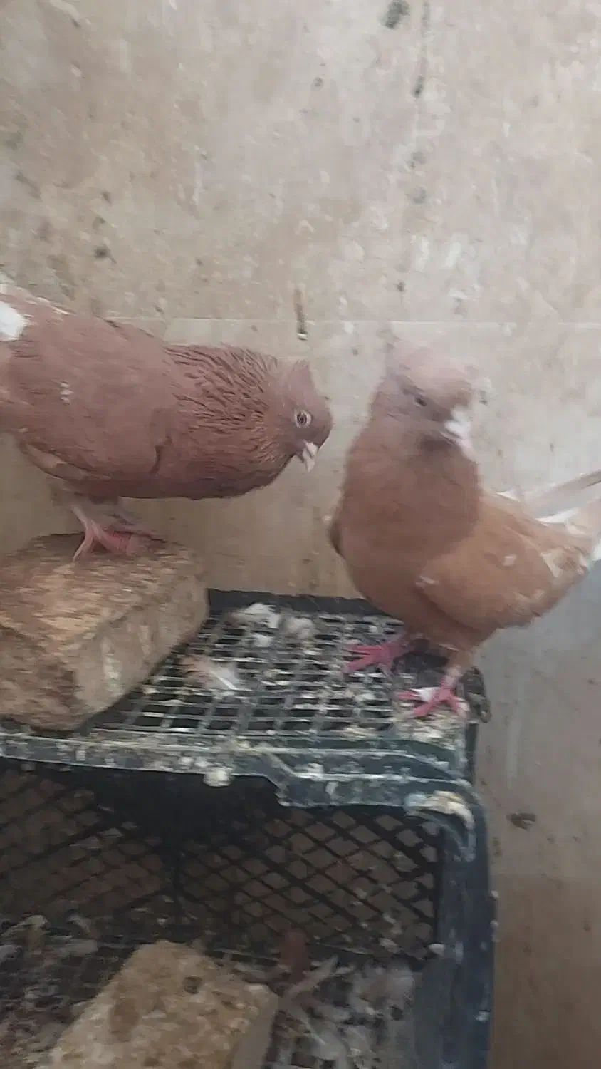 کفتر رنگی دم سفید|پرنده|خاوران, |دیوار