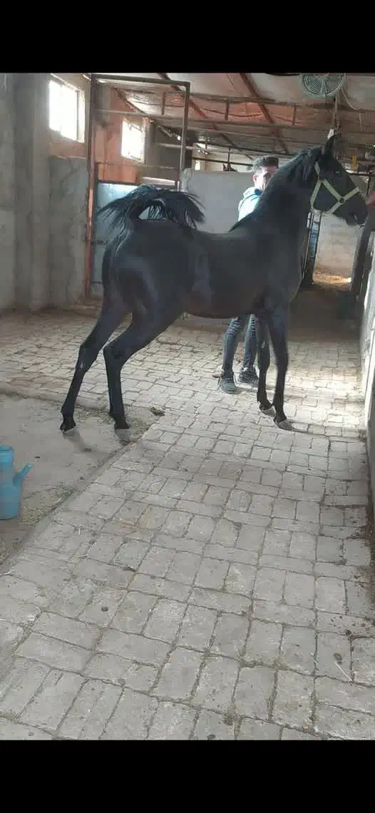 نریان دوسال نوه طاووس دست شکسته|اسب و تجهیزات اسب‌سواری|اصفهان, مسجد مصلی|دیوار