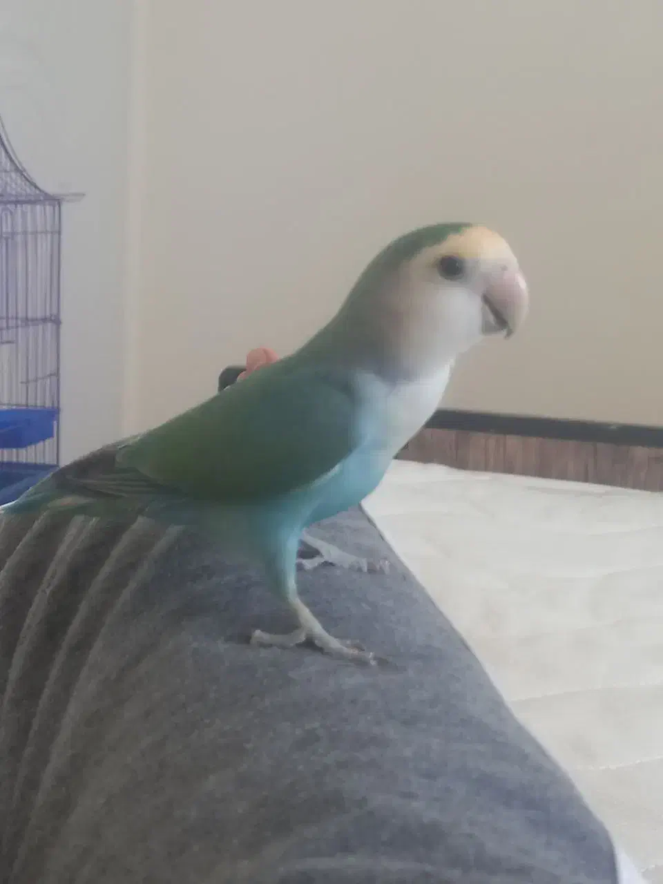 کوتوله برزیلی با تمام وسایل|پرنده|شیراز, سرو|دیوار