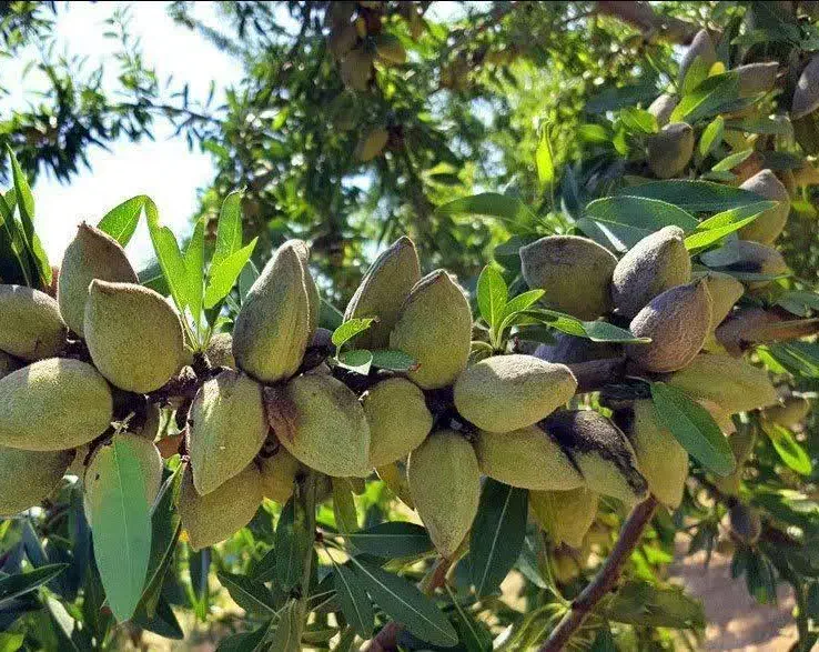 تولید نهال بادام حریر به قیمت ۵۰ ت|خدمات باغبانی و درختکاری|بناب, |دیوار