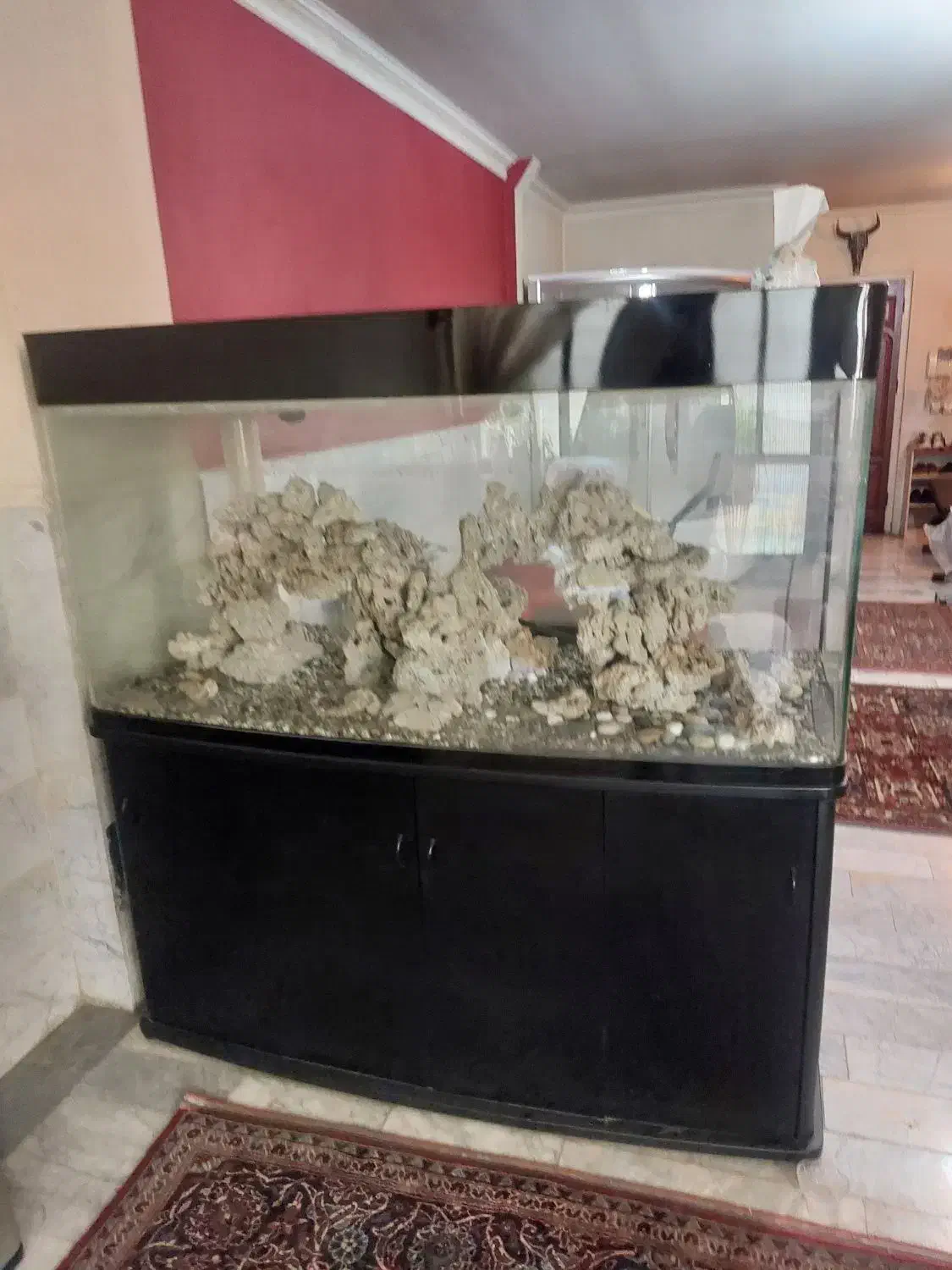 آکواریوم وارداتی|ماهی|تهران, فدک|دیوار