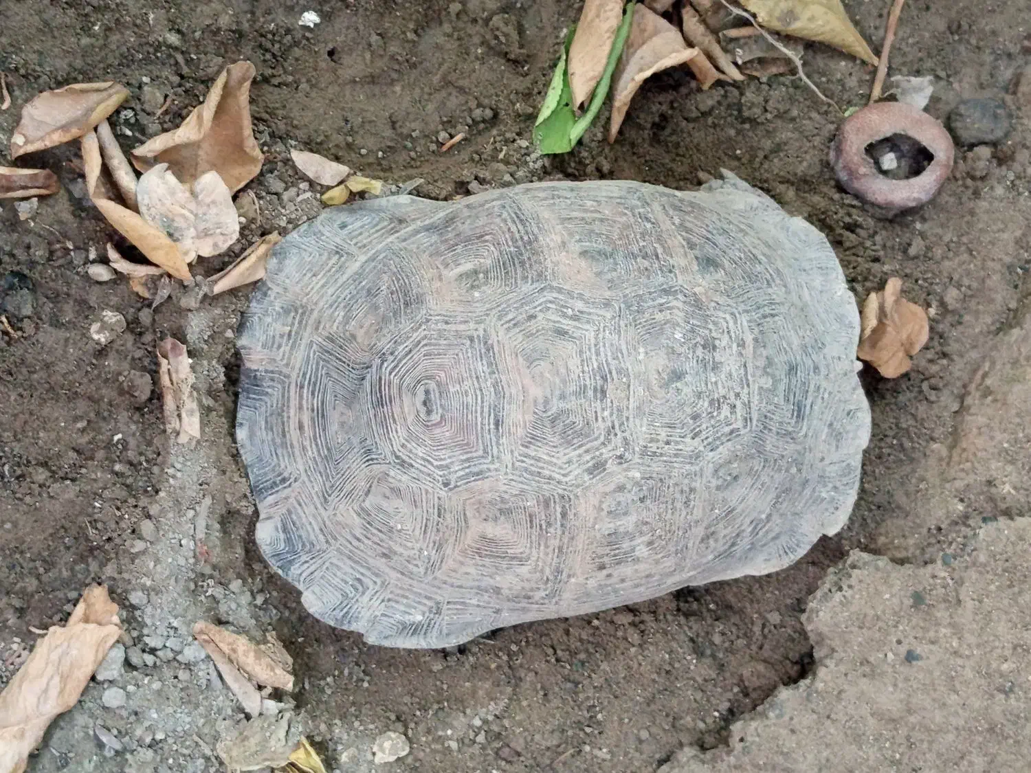 لاک|خزنده|میناب, |دیوار