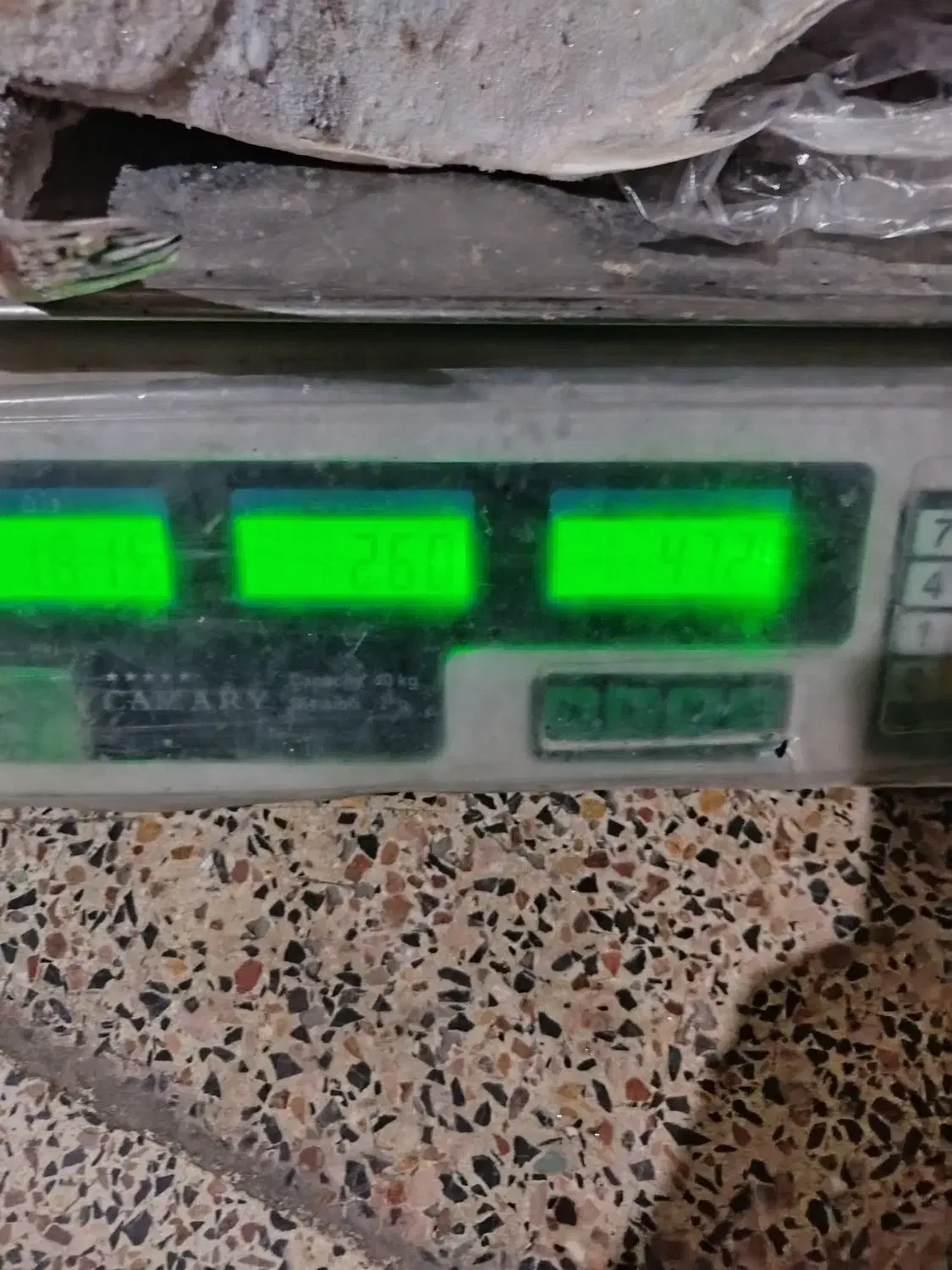 ماهی جش و عروس|ماهی|بندر ماهشهر, |دیوار