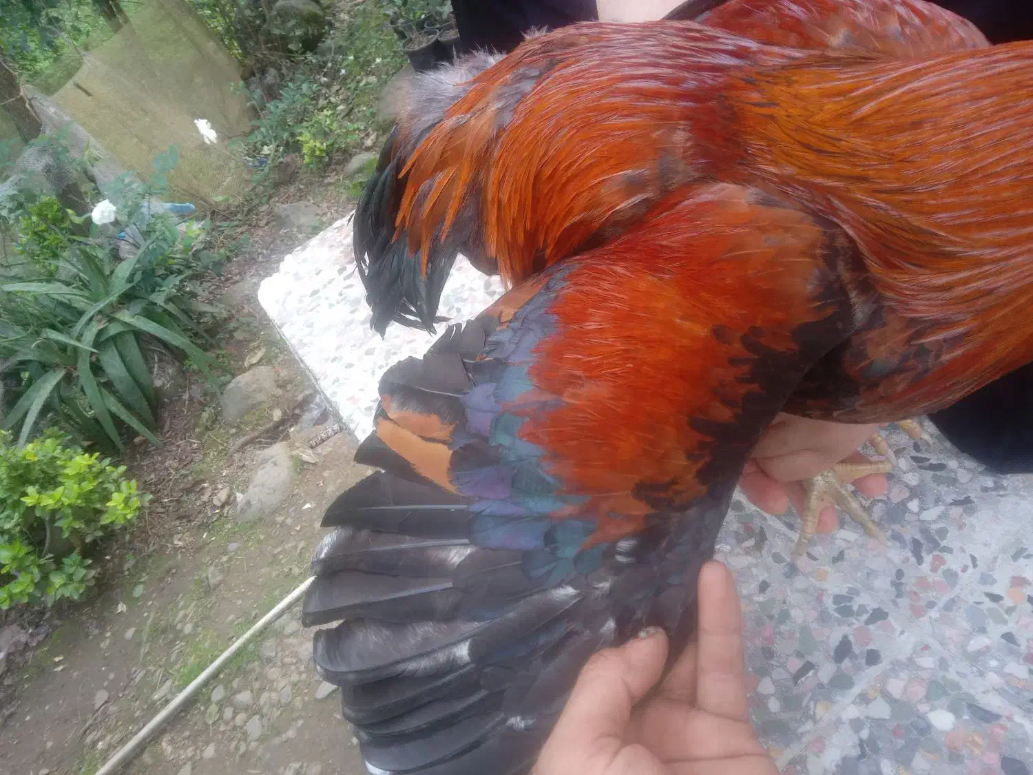 خروس|حیوانات مزرعه|کلاچای, |دیوار