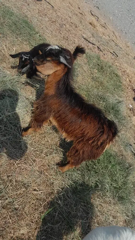 نری سالم کمتر از یک سال هستن چاق و سرحال|حیوانات مزرعه|آسمینون, |دیوار