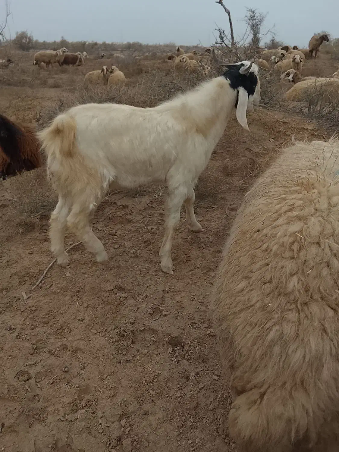 بز نر|حیوانات مزرعه|شوشتر, |دیوار