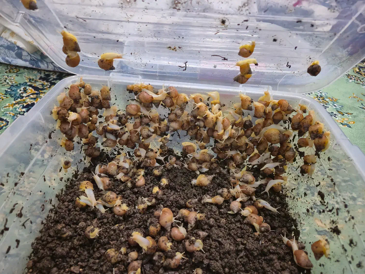 حلزون|خزنده|مشهد, شاهد (شهرک غرب)|دیوار