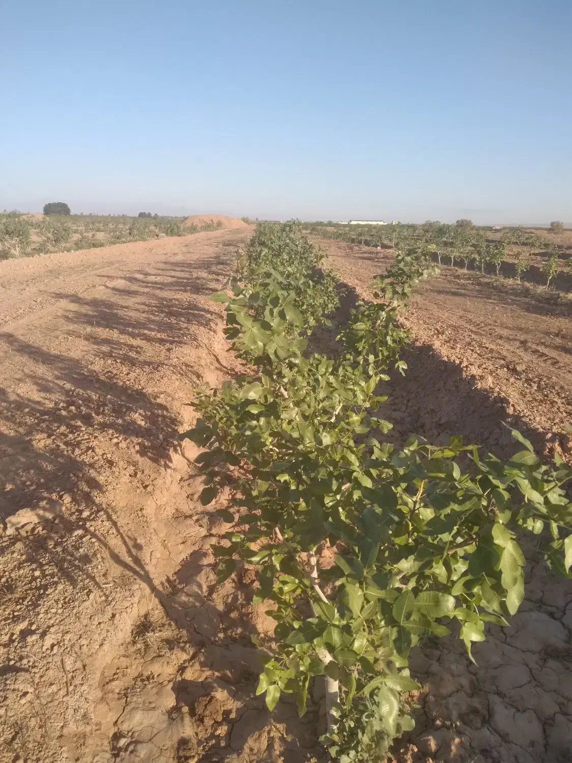 باغ پسته|فروش دفتر صنعتی، کشاورزی، تجاری|کویرات, |دیوار