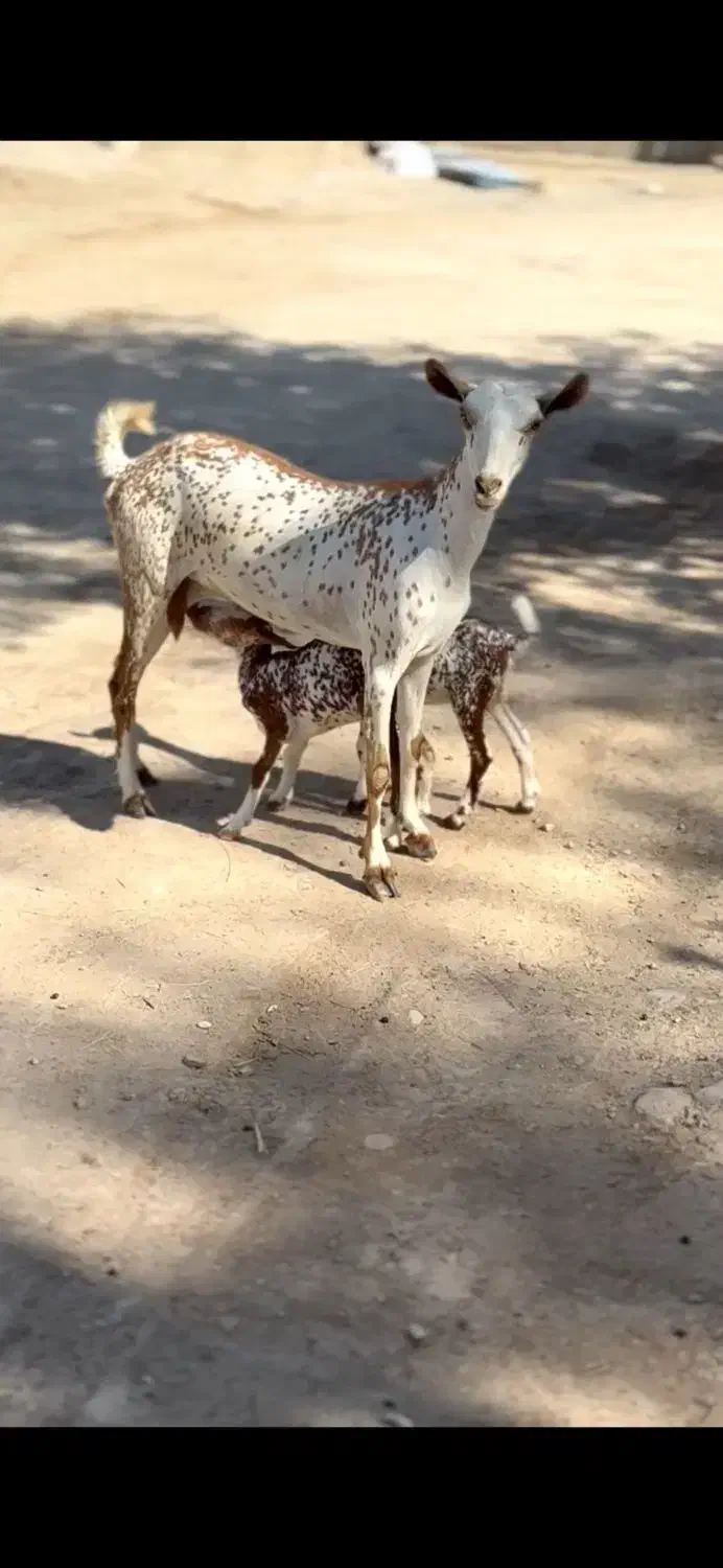 جنس اهو|حیوانات مزرعه|یزد, |دیوار