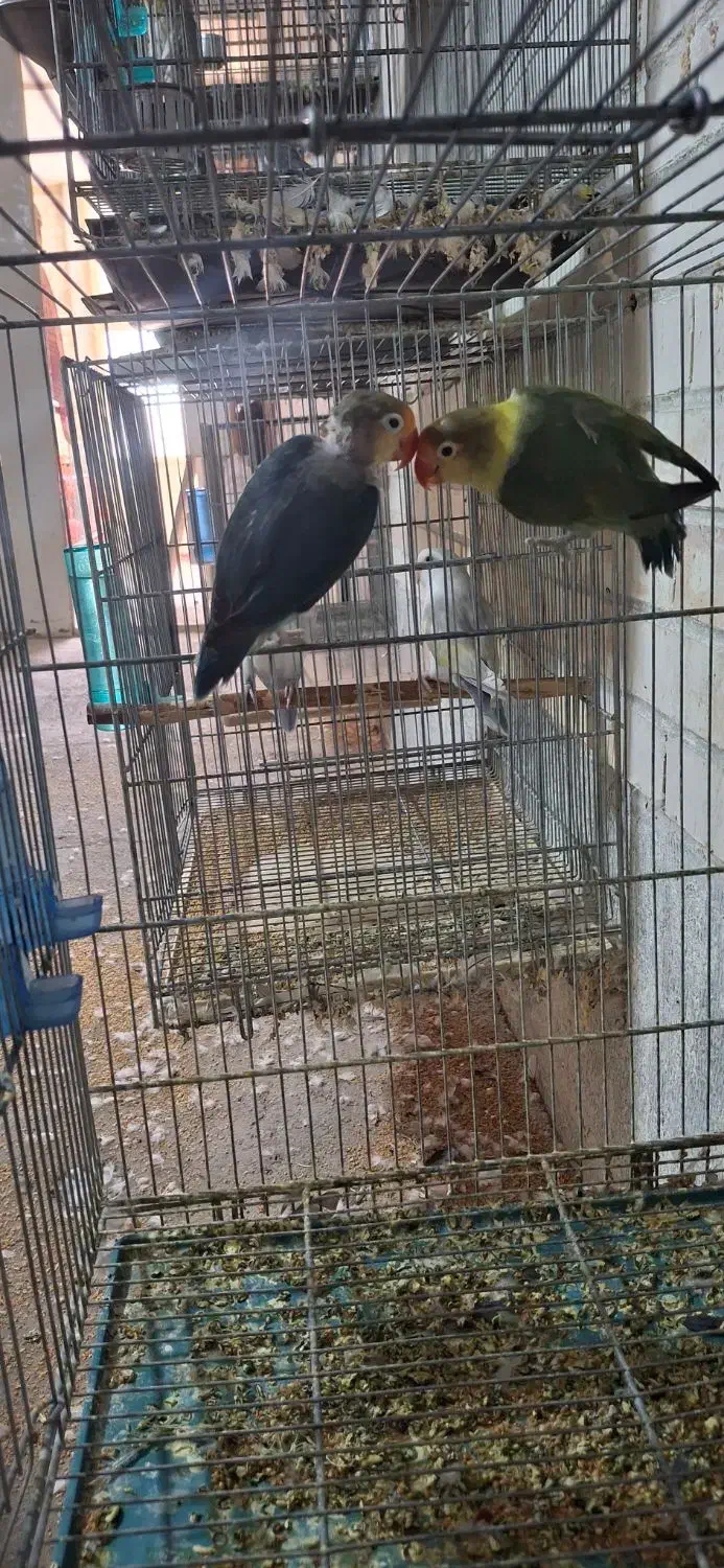 طوطی کوتوله عروس هلندی|پرنده|رفسنجان, |دیوار