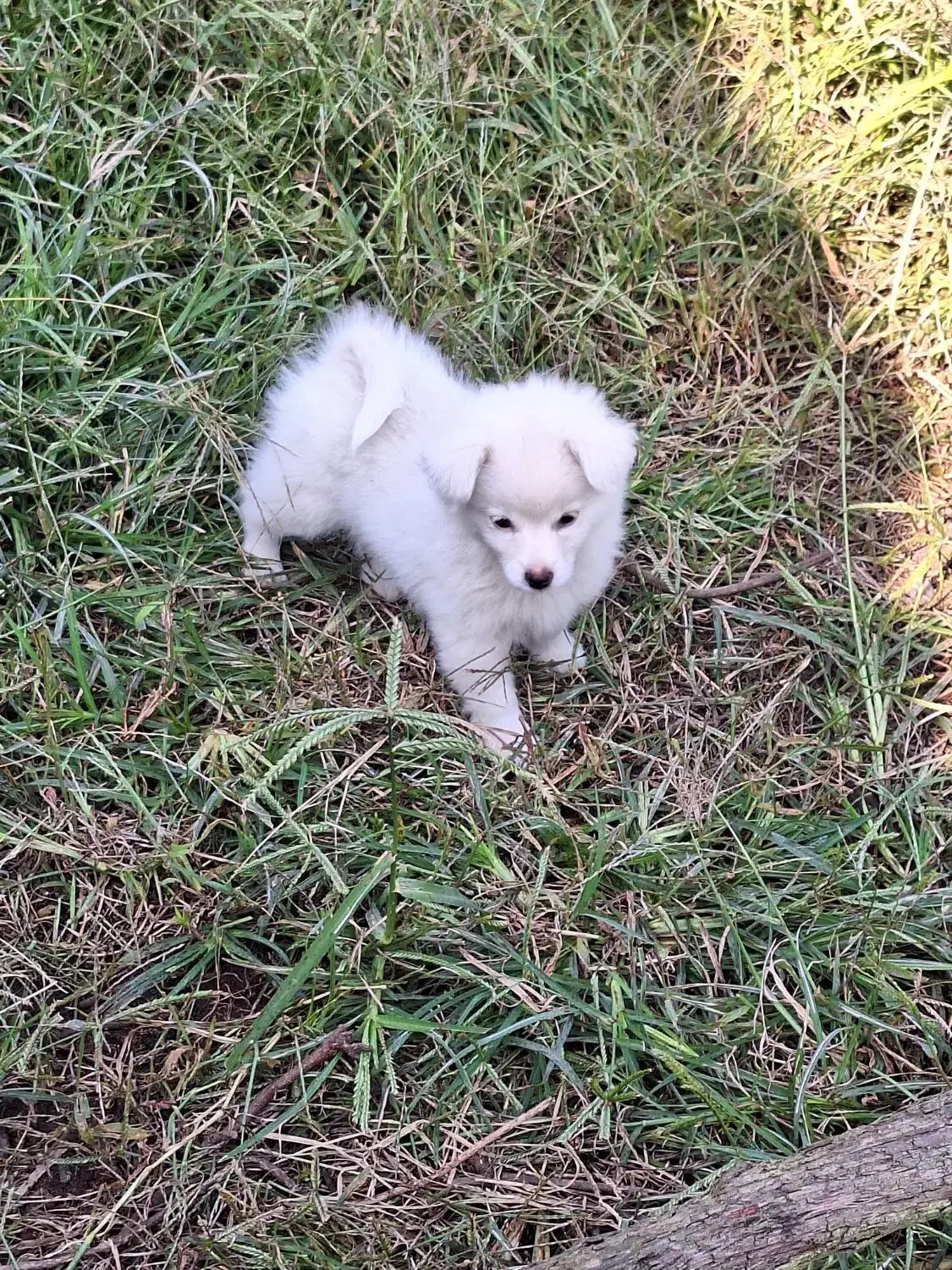 سگ اشپیتز ۲ ماه و ۱۰روز|سگ|رودسر, |دیوار