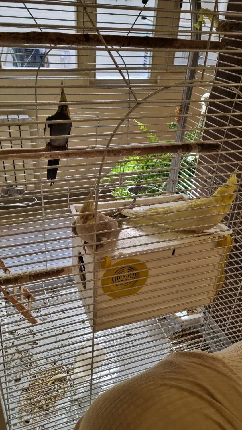 عروس هلندی نر و ماده|پرنده|تهران, سازمان برنامه شمالی|دیوار