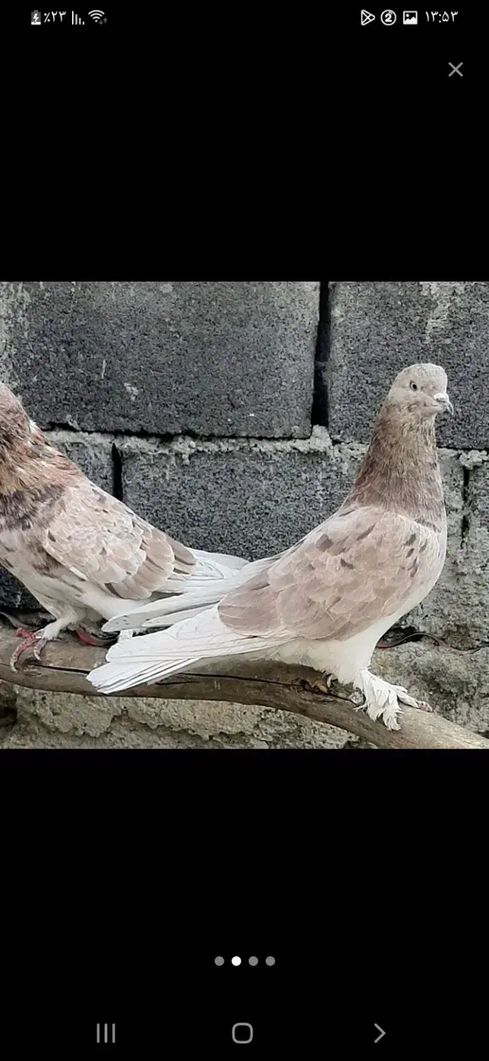 کبوتر سرور هما|پرنده|بومهن, |دیوار