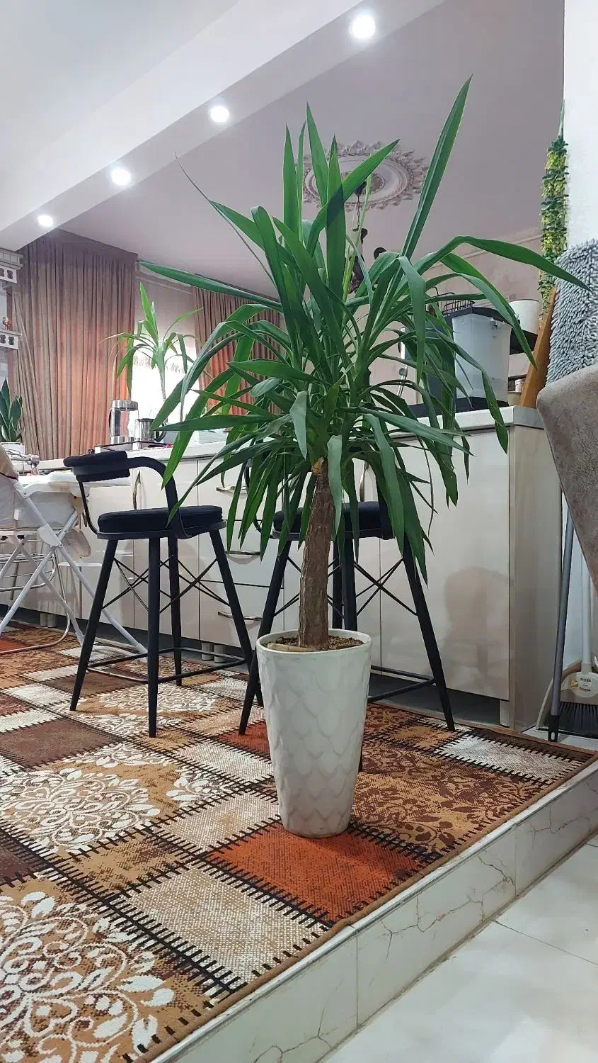 گل یوکا|گل و گیاه طبیعی|بروجرد, |دیوار