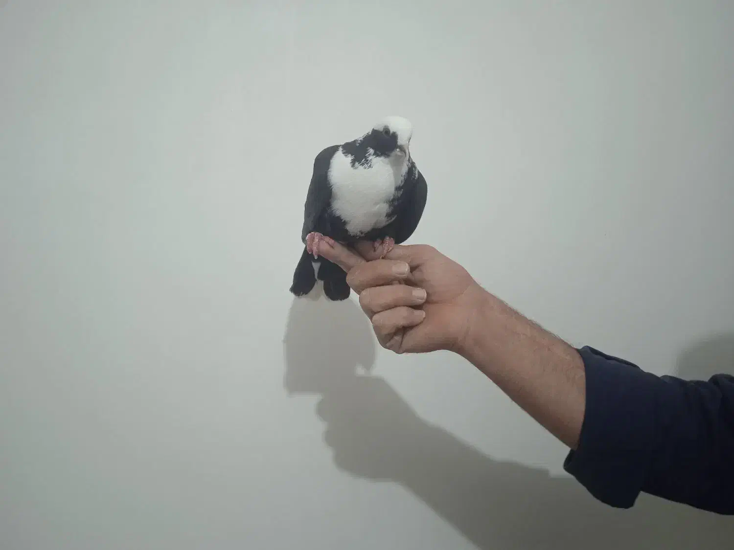 شکارامروزدربف|حیوانات|بناب, |دیوار