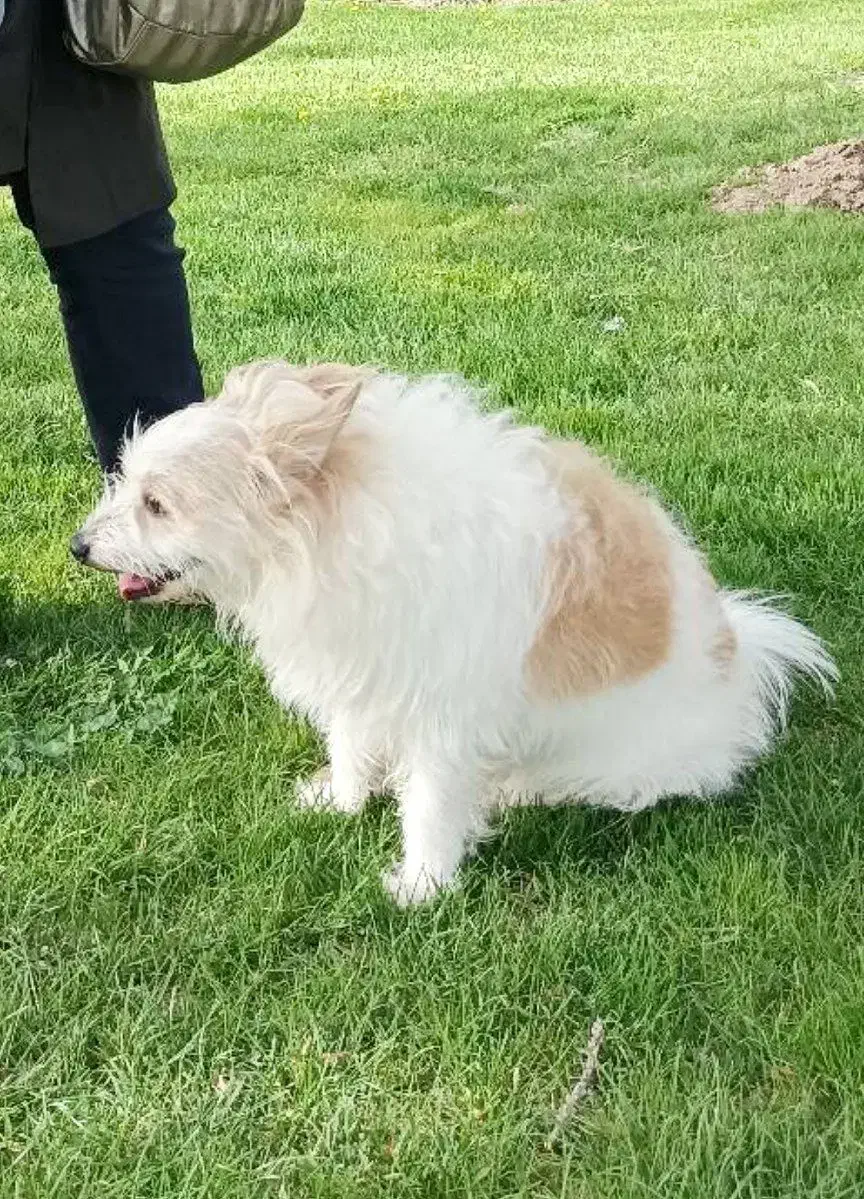 سگ پاکوتا نر ۸ ساله گمشده در مراغه|حیوانات|مراغه, |دیوار