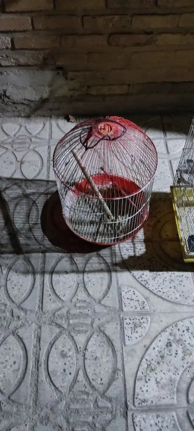 دو عدد قفس|لوازم جانبی حیوانات|قزوین, |دیوار