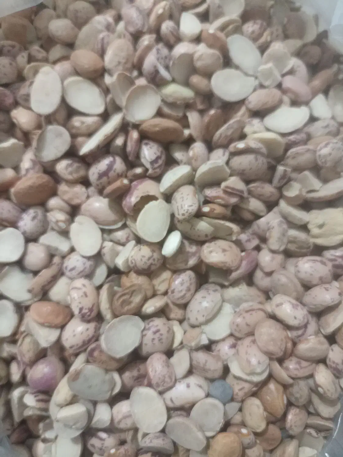 لوبیا لپه ولوبیا خارجی|خوردنی و آشامیدنی|شیراز, شاپورجان|دیوار