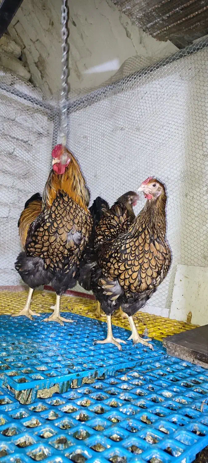 جوجه ویاندوت|حیوانات مزرعه|تهران, تهرانسر غربی|دیوار