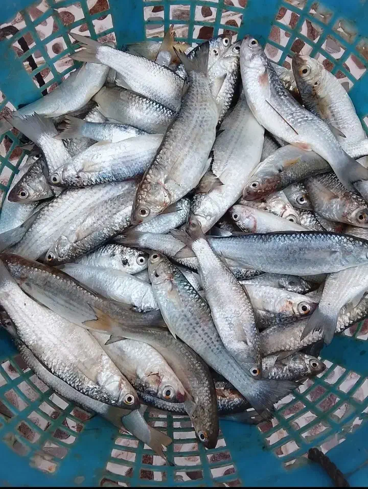 ماهی|خوردنی و آشامیدنی|بوشهر, |دیوار