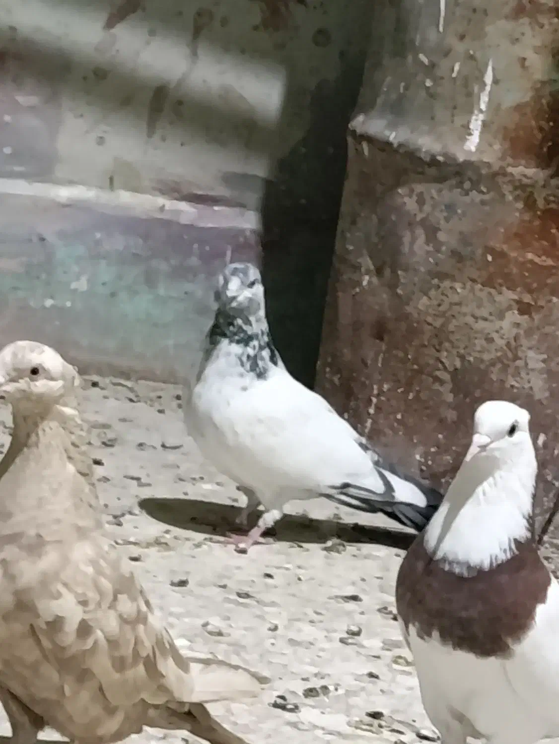 موبایل موبایل کبوتر|موبایل|مسجد سلیمان, |دیوار