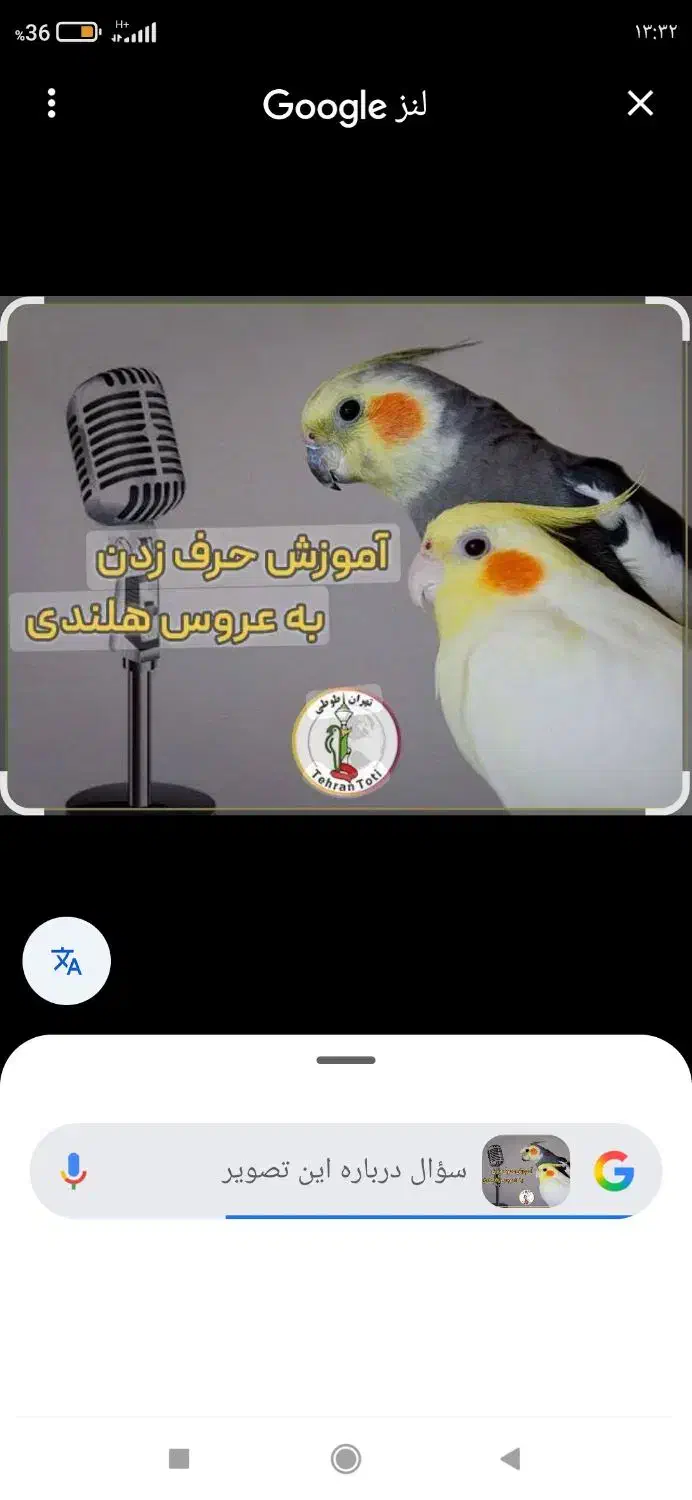 دو عدد عروس هلندی نر.ماده.گمشده|پرنده|قرچک, مهدیه|دیوار