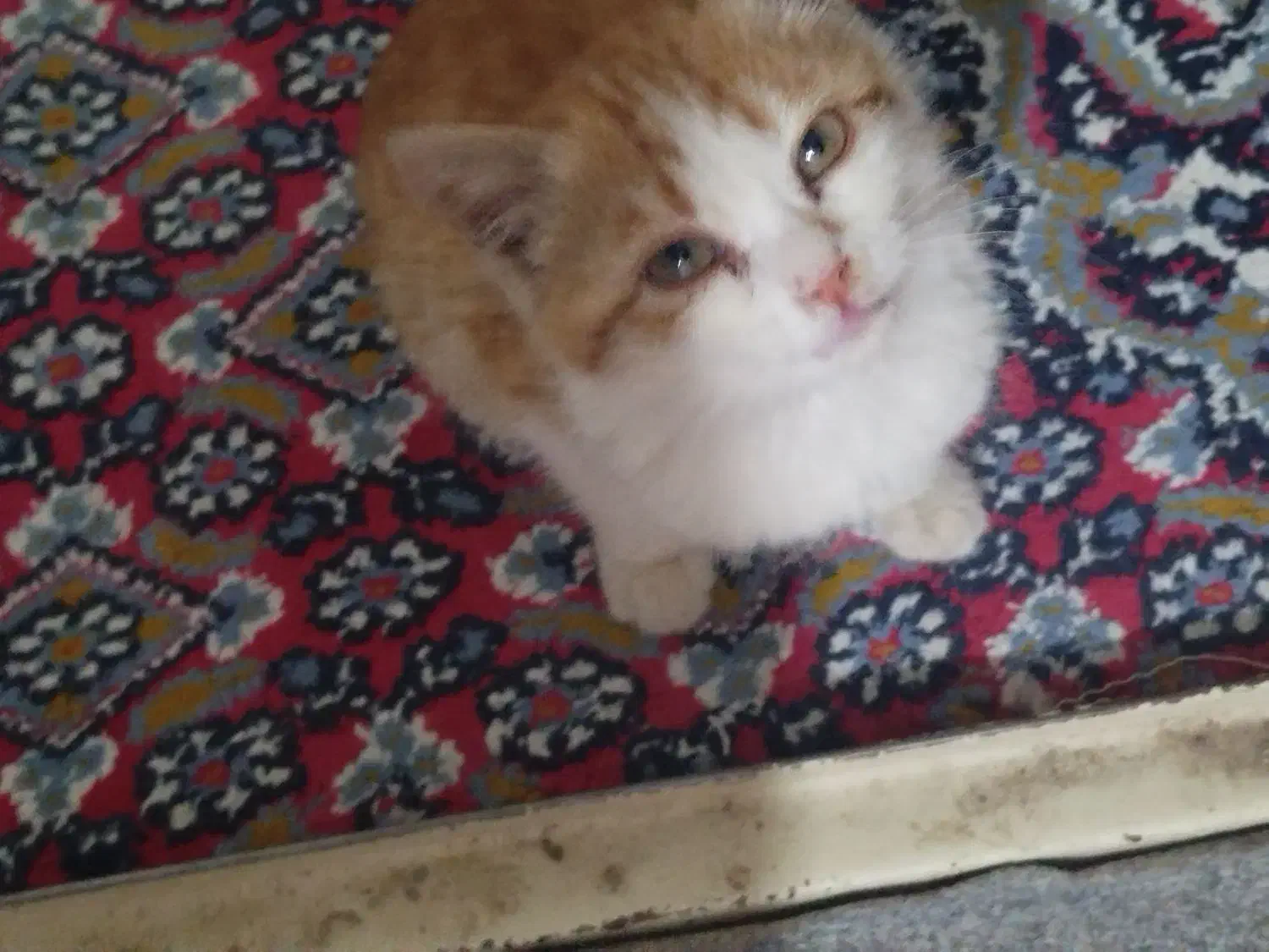 گربه|گربه|نقده, |دیوار