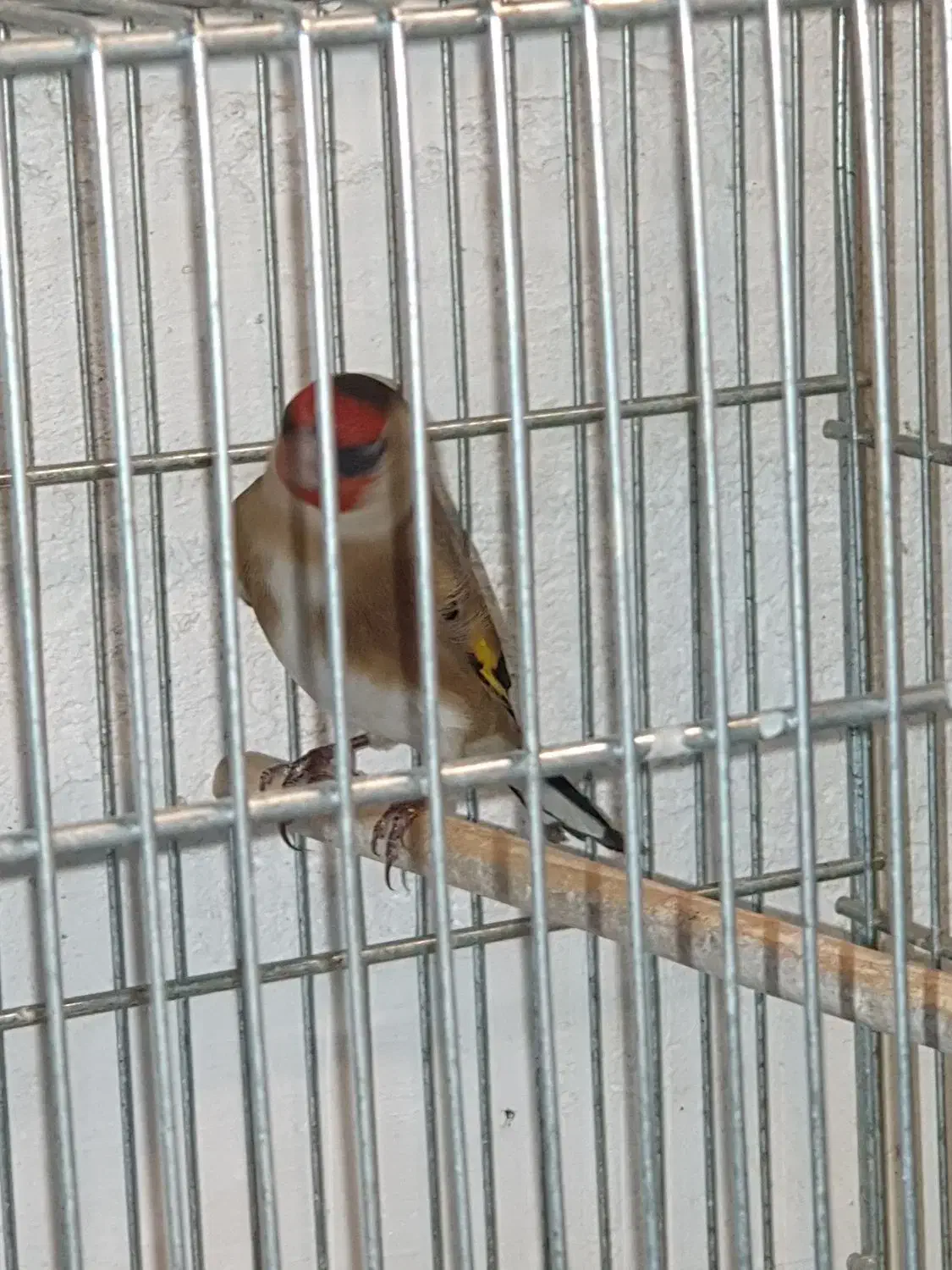 سهره نر|پرنده|ری, حمزه‌آباد|دیوار