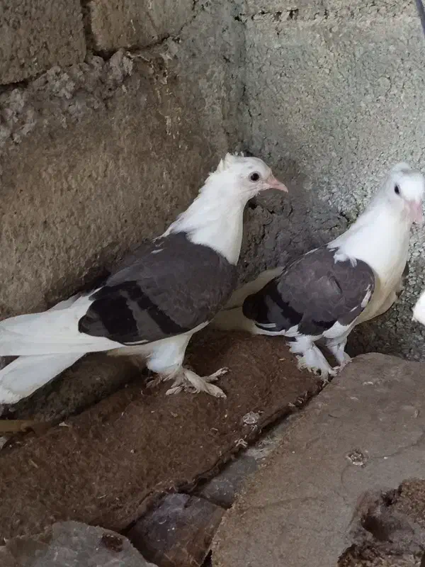 تعدادی کبوتر خوب بوشهری وچندرنگ مختلف همه اش بپرند|پرنده|دلوار, |دیوار