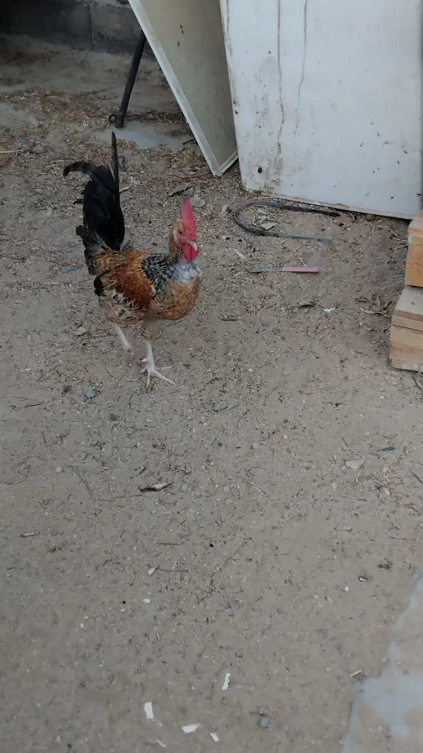 خروس محلی مرغگیر مرگی باحال|حیوانات مزرعه|درگهان, |دیوار