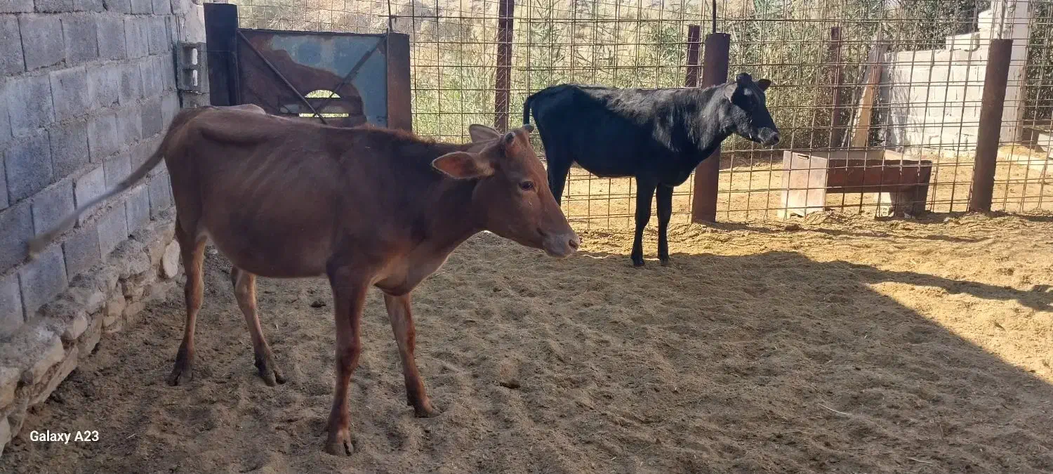 فروش دو عدد گوساله|حیوانات مزرعه|بهبهان, |دیوار