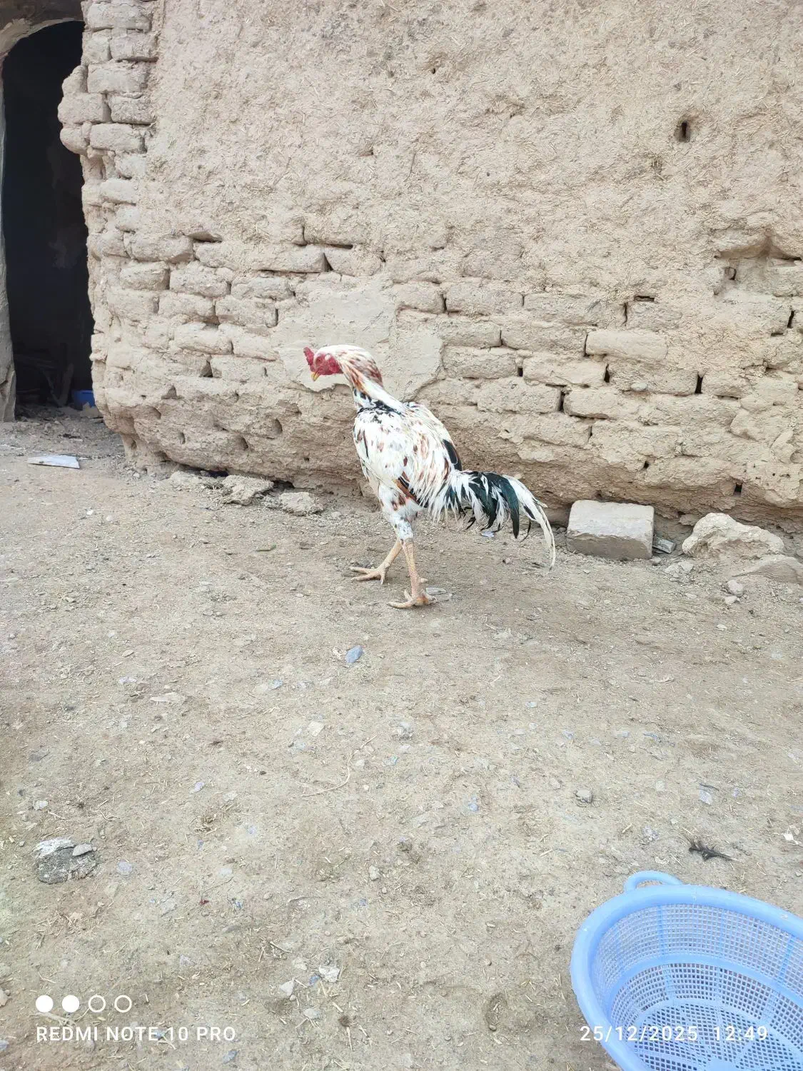 خروس افغان|حیوانات مزرعه|خاش, |دیوار